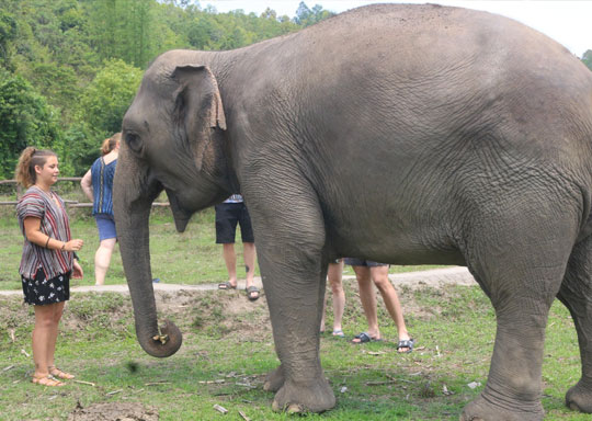 Phuket Elephant Jungle Sanctuary