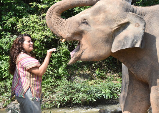Phuket Elephant Jungle Sanctuary